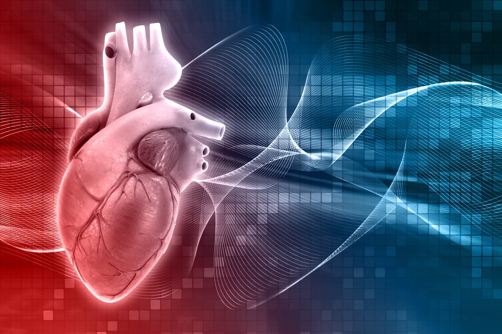 Illustration of a human heart